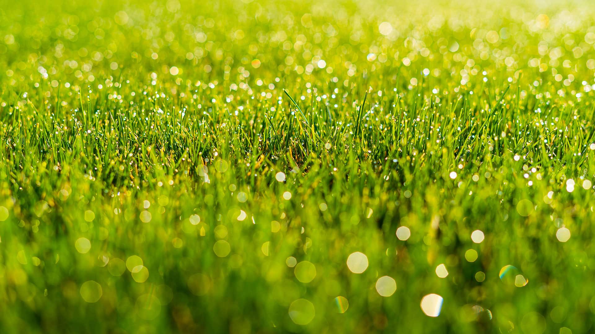 Lawn Control of Texas Banner