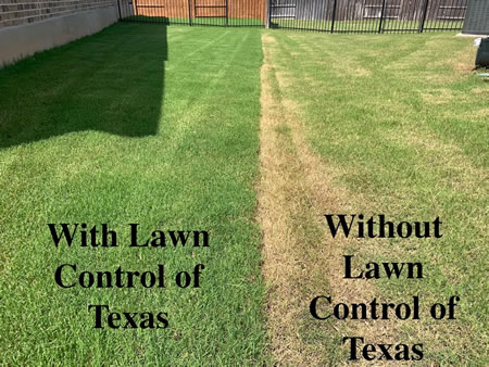 Why San Antonio Lawns Get Brown Patch and What Homeowners Can Do About It