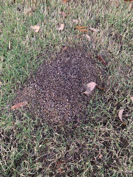 How to Tell If Lawn Insects Are Damaging Your San Antonio Yard