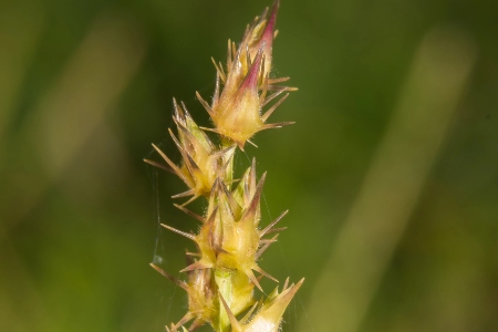 The Best Way to Prevent Sandburs Before They Spread