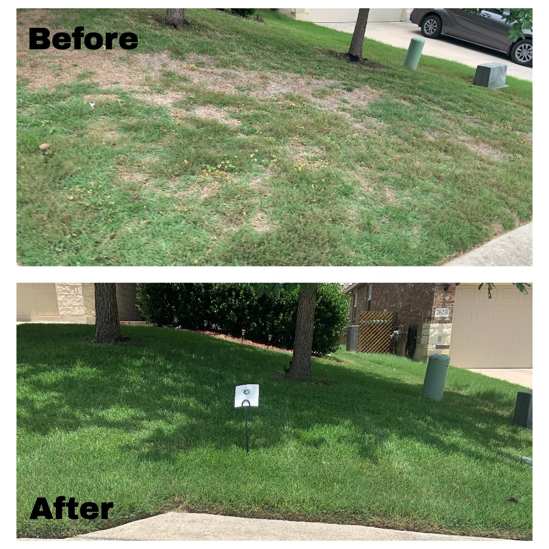Zoysia Lawn Recovery Program in Fair Oaks Ranch