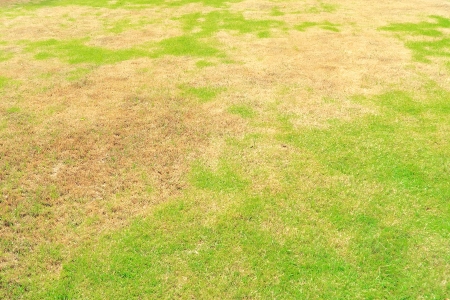 Lawn Disease Treatment
